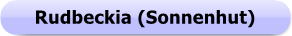 1169a0 - Button - Rudbeckia