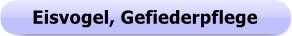 Button - 1231 - Eisvogel - Gefiederpflege 