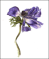 1106a - Anemone, blau, Miniatur