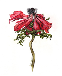 1106b - Anemone, rot, Miniatur