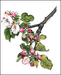 1107 - Apfelblüten - Miniatur