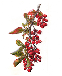 1112a - Berberitze, gemeine - Miniatur