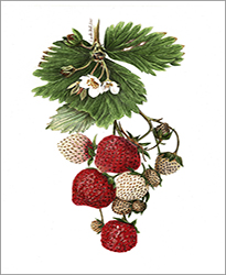 1118a - Erdbeere Miniatur