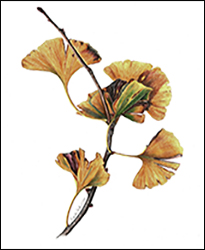 1119a Gingko biloba 1 Miniatur