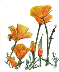 1120a - Goldmohn Miniatur