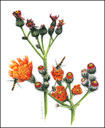 1126 - Habichtskraut, orangerot - Miniaturbild