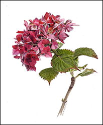 1131 - Hortensie, rote, Miniatur