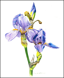 1136 - Iris germanica - Miniatur