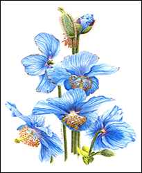 1159a - Mohn, blauer - Miniatur