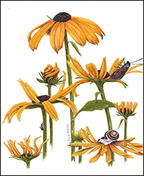 1169a0 - Rudbeckia - gelber Sonnenhut - Miniatur