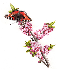 1175 - Seidelbast. Miniatur