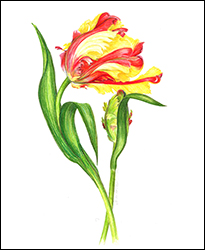 1188 - Tulpe, Papageitulpe gelbrot - Miniaturbild