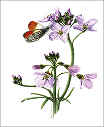 1197c - Wiesenschaumkraut Miniatur