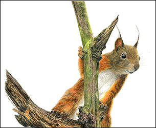 1226 - Eichhörnchen 2 - Miniaturbild