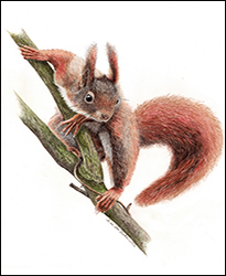 1227 - Eichhörnchen 3 - Miniatur