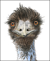 1234 - Emu - Miniaturbild