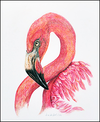 1238 - Flamingo - Miniaturbild