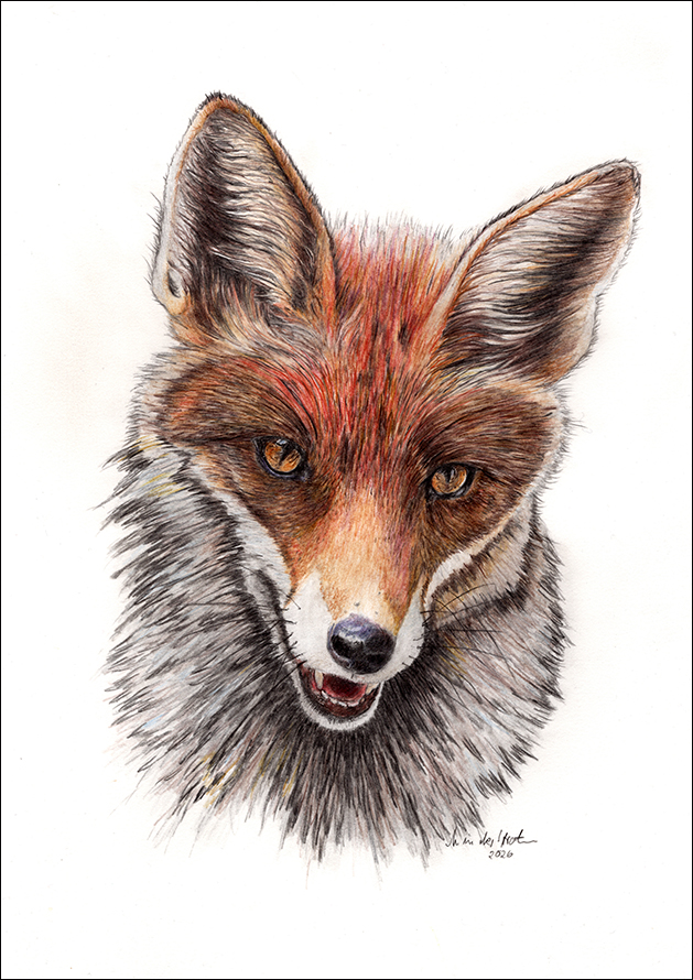 1242b - Fuchs, Rotfuchs