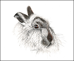 1273a - Schneehase Miniatur