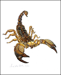 1275a - Skorpion  - Miniatur
