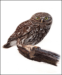 1277a - Steinkauz 3 - Miniatur