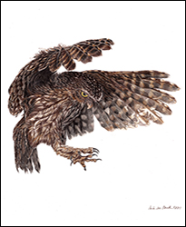 1277b - Steinkauz 4 im Flug Miniatur