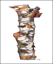 1300 - Birkenstamm Miniatur