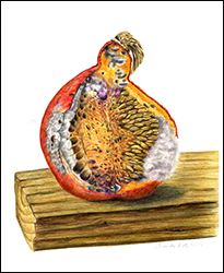 1304 - Kürbis, vergehend - Miniatur